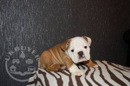 Quality  bulldog puppies for sale ready now