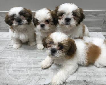 Healthy Golden shih tzu  Puppies ready now