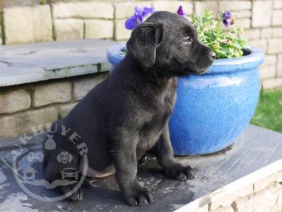 Healthy labrador retriever  Puppies ready now