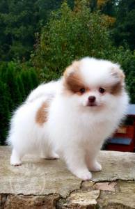 Healthy Teacup Pomeranian Puppies