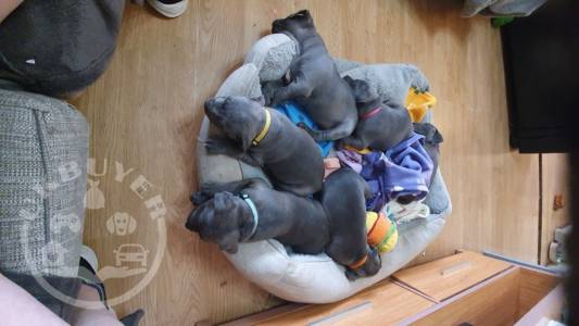 Blue Staffordshire Bull terrier pups available