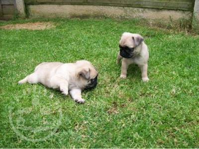 Healthy Golden pug  Puppies ready nowa