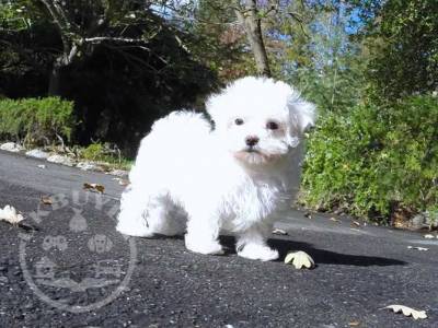 Male and female maltese y pup for pet lovers