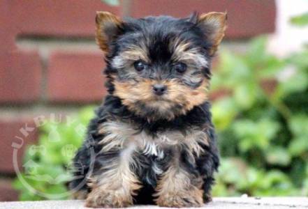 Healthy yorkshire terrier Puppies ready now