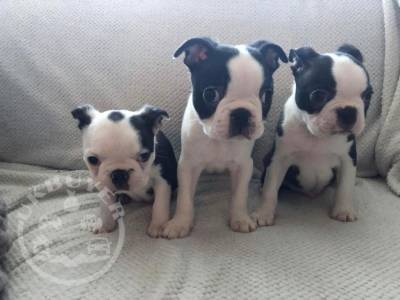 Healthy Golden boston terrier Puppies ready now