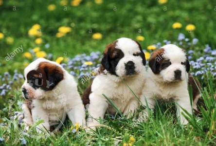 Healthy Golden SAINT BERNARD Puppies ready now