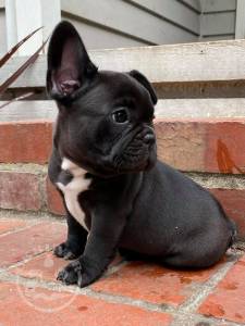 STUNNING PERFECT FRENCH BULLDOG PUPPIES FOR SALE
