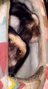 Marmoset monkeys for sale £4900