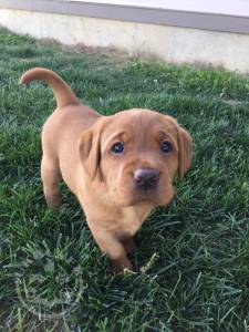 Fox Red/KC Labrador pups.KC reg