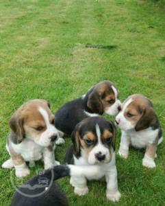 Stunning lovley good beagle for sale for a family home