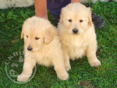 6 Beautiful Male Golden retreiver ready now