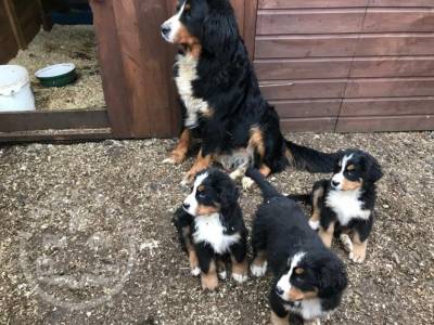 6 Beautiful Male bernese mountain ready now