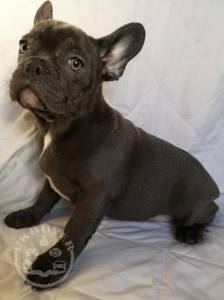 beauitful sweet french bulldog ready go