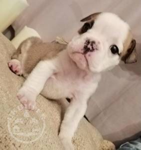 male and female super English bulldog ready