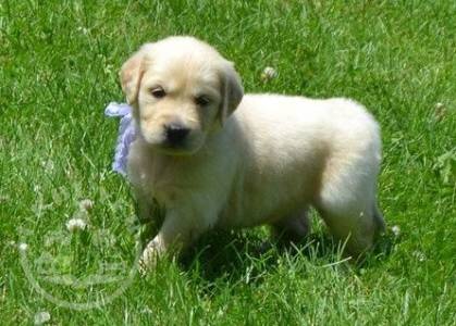 beauitful sweet Golden retriever  ready now