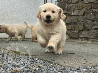 male and female super English bulldog ready