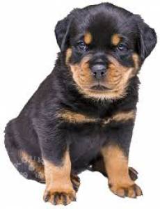 6 Beautiful Male Rottweiler  ready now