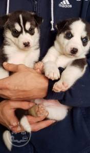 6 Beautiful Male siberian husky  ready now