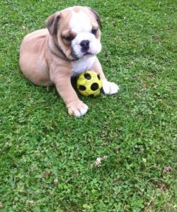 male and female super English bulldog ready