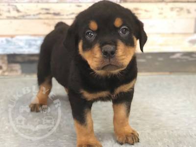 Stunning lovley rottweiler  sale for a family home