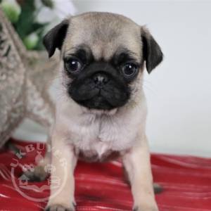 super dream pug puppies ready now