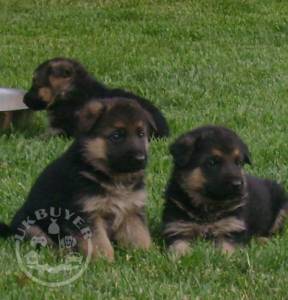 Wonderfully bred litter german shepherd ready now