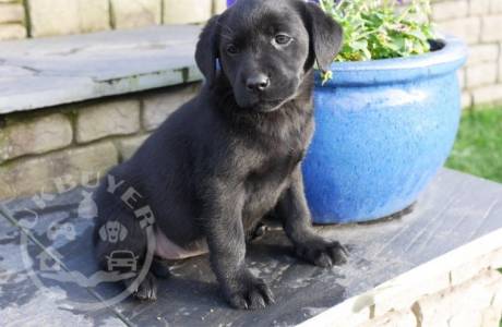 beauitful sweet labrador retriever  ready now