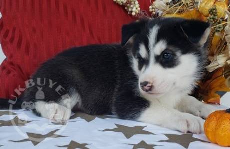 Wonderfully  litter siberian huskyready now