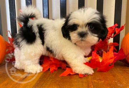 Bonjour Gorgeous pup* playful shih tzu Mia**