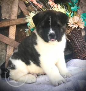 beauitful sweet akita  ready now