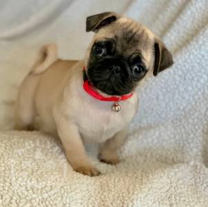 6 Beautiful Male pug eady now