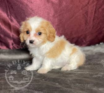 beauitful sweet cavapoo ready now