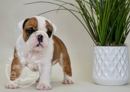 Beautiful English bulldog  ready now