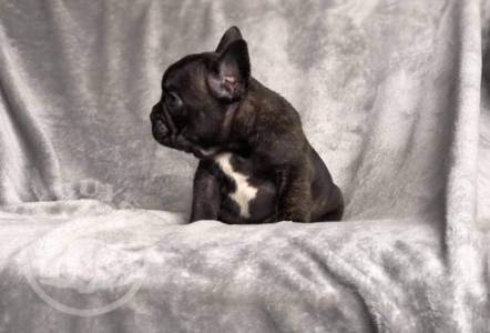 beauitful sweet french bulldog ready go