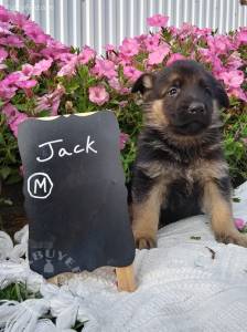 8 Beautiful Male German shepherd  ready now