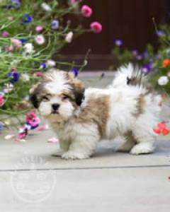 6 Beautiful Male and female lhasa aspso  ready now