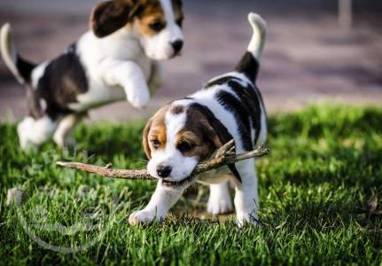 Extensively Health Tested beagle  ready