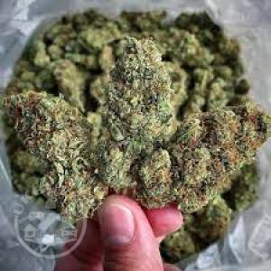 Buy top Shelf Marijuana Indoor strains 