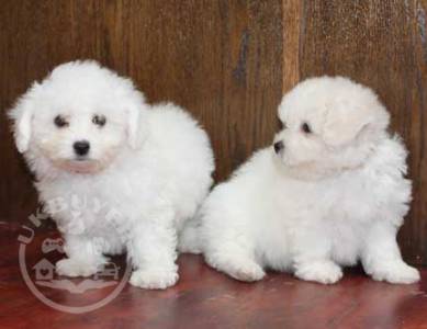 Extensively Health bichon frise  ready