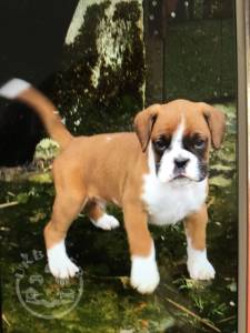 6 Beautiful Male and female boxer  ready now