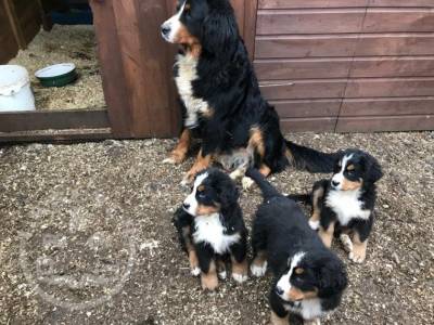 6 Beautiful Male and bernese mountain    ready now
