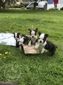6 Beautiful Male and femal boston terrier ready now