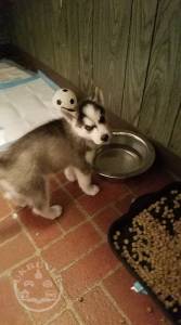 beautiful boy & girl Siberian husky puppies for sale