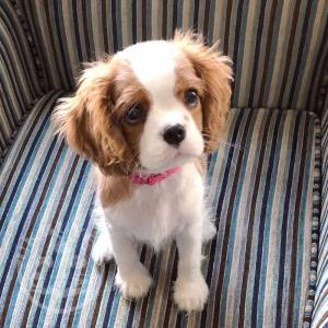  Cavalier King Charles Spaniel Puppies