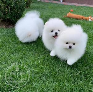 Teacup Pomeranian Pups Available