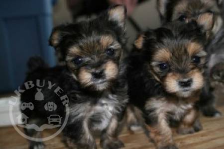 Yorkshire Terrier Puppy