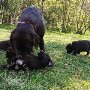  Chocolate Labrador retriever puppies