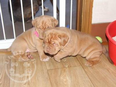 GORGEOUS PUPS READY NOW!!!Dogue De Bordeaux Pups For Sale.