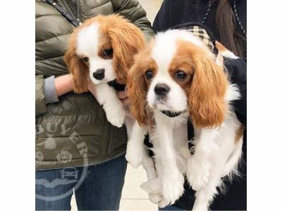 Cavalier King Charles Spaniel Puppies