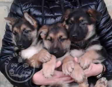 German Shepherd Puppies